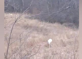 Rare ‘albino’ deer are spotted by Iowa family driving home on back roads